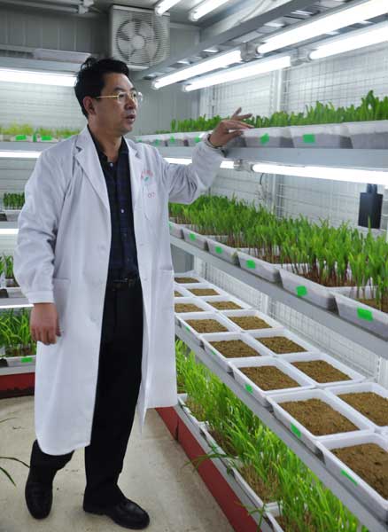 Problems in China's corn seed industry Problems in China's corn seed industry