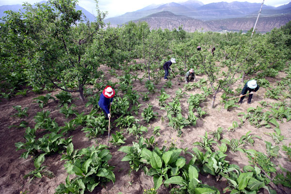 Farmers work in a field of herbs in Nyingchi, the Tibet autonomous region, in May 2011. Wang Ying / Xinhua Battle to save valuable Tibetan herbs