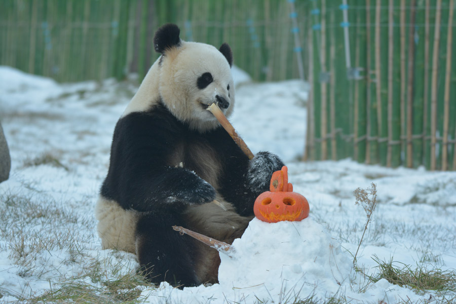 Two giant pandas enjoy first snow of winter