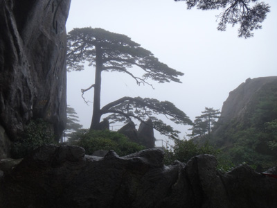 黃山積極應(yīng)對(duì)“???#8221; 景區(qū)古樹安全無恙