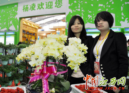 尋秦掠影：近看長(zhǎng)安花（組圖）