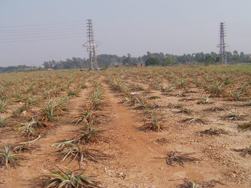 中國(guó)將以衛(wèi)星圖片對(duì)地方官員實(shí)施“土地問責(zé)”