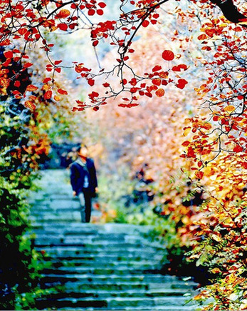 龍山秋色