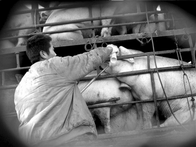 灌水只要兩分鐘 生豬注水何時(shí)休?