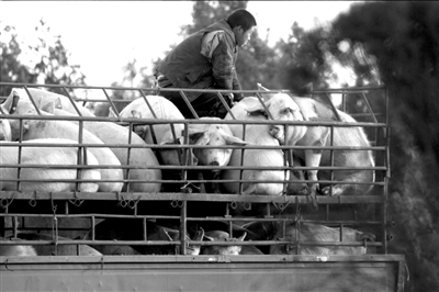 灌水只要兩分鐘 生豬注水何時(shí)休?