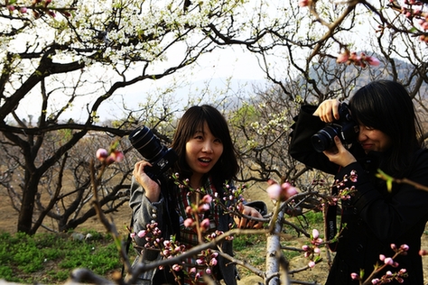 到濟(jì)南南部賞花去(圖)