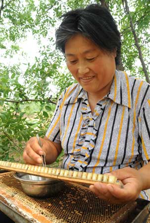 棗花飄香蜂客來