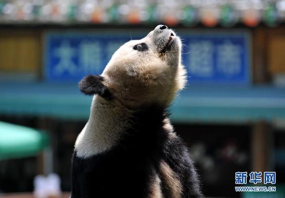 大熊貓思嘉在云南的最后一個(gè)生日(高清)
