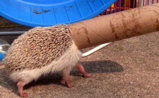 小刺猬也要工作“掙錢養(yǎng)家”