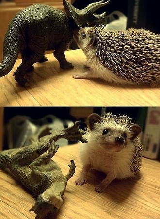 小刺猬也要工作“掙錢養(yǎng)家”