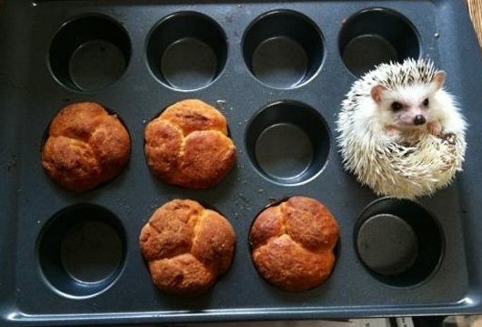 小刺猬也要工作“掙錢養(yǎng)家”