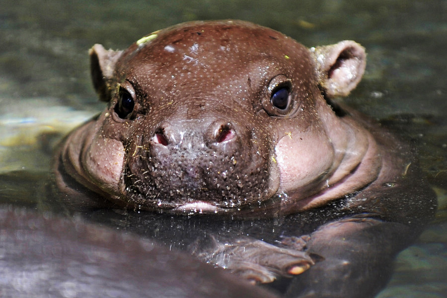 小動(dòng)物幼稚園也過兒童節(jié) 超級(jí)萌物排排坐