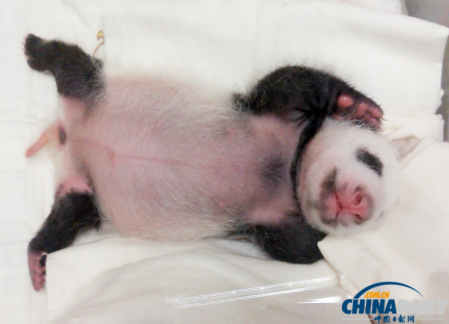 大陸贈臺大熊貓長女滿月征芳名(組圖)