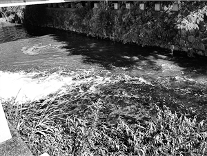 深圳2015年前整治好茅洲河 1公里將花1億元