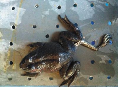 飯店養(yǎng)怪青蛙身上長五條腿成“招牌”(圖)