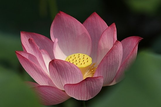 九龍坡荷花節(jié)24日將開幕