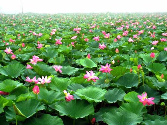 九龍坡荷花節(jié)24日將開幕