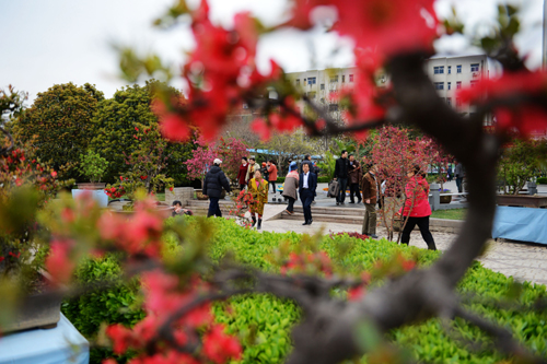鄭州:萬千海棠齊爭艷 花開時(shí)節(jié)動(dòng)綠城