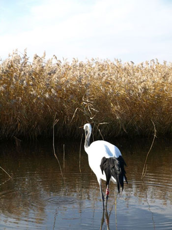 水禽樂園——扎龍自然保護(hù)區(qū)[圖]