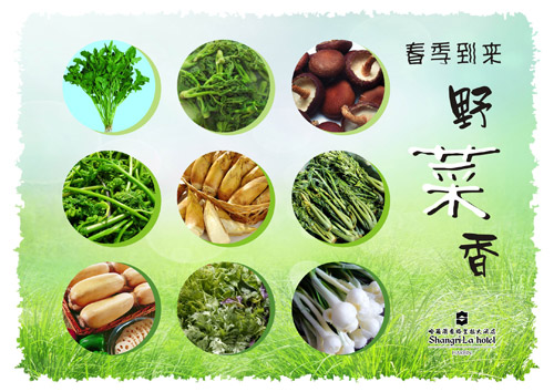 清新菊花茶、幽幽野菜香盡在哈爾濱香格里拉大酒店
