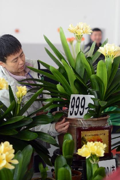 第九屆中國長春君子蘭節(jié)開幕