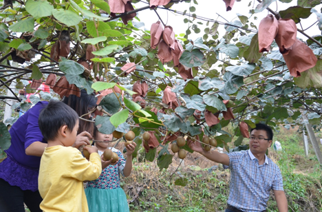 “長壽果”送進都江堰福利院 老人們吃獼猴桃過重陽