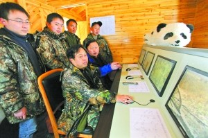 中國將第二次放歸大熊貓 若成功意義不亞于登月