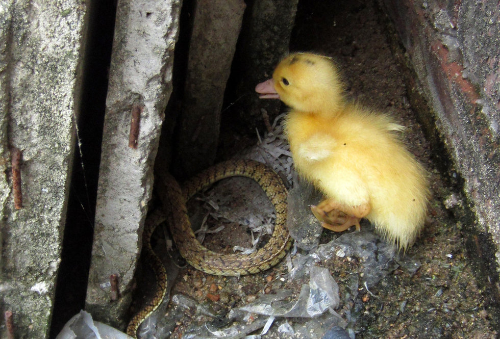 福建鴨場(chǎng)上萬鴨苗每只6分錢賤賣喂蛇