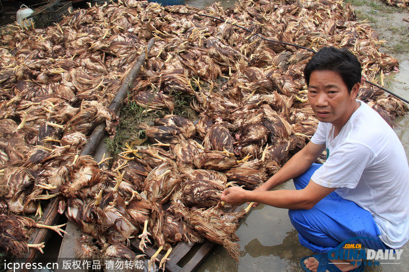湖北鄖縣遭強(qiáng)降雨：房屋被毀雞場(chǎng)被淹 死雞尸體堆滿地