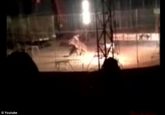 孟加拉虎表演時(shí)當(dāng)眾咬死訓(xùn)練員