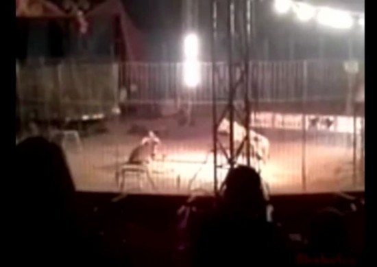 孟加拉虎表演時(shí)當(dāng)眾咬死訓(xùn)練員