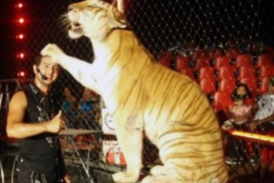 孟加拉虎表演時當(dāng)眾咬死訓(xùn)練員