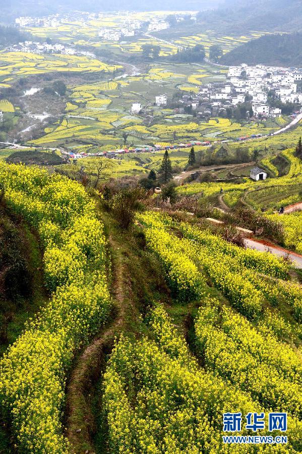 婺源江嶺梯田花海 構(gòu)成一副優(yōu)美的田園風(fēng)光畫卷