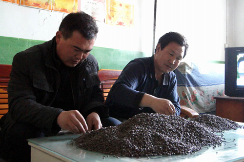 新疆兵團(tuán)第六師??共青團(tuán)農(nóng)場(chǎng)農(nóng)資儲(chǔ)備到位