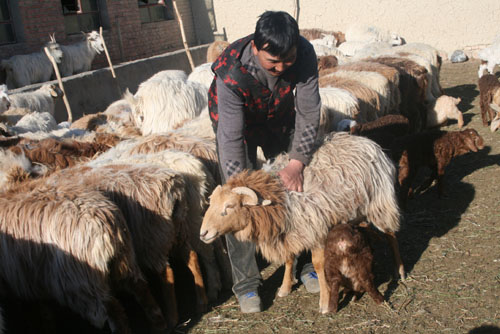 和布克賽爾縣進(jìn)入接羔育幼高峰期