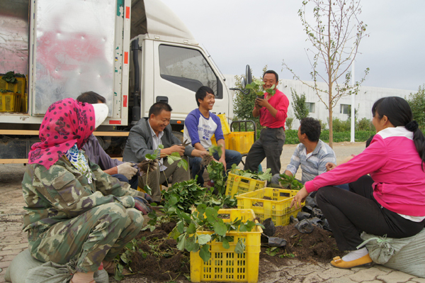 新疆兵團第六師共青團農(nóng)場黨員干部三秋一線解難題