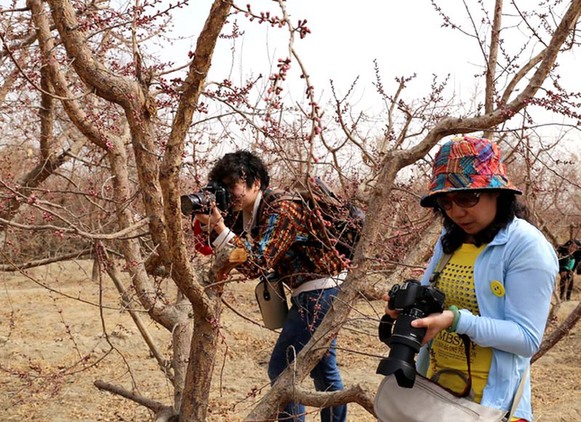 走進新疆第一春托克遜賞杏