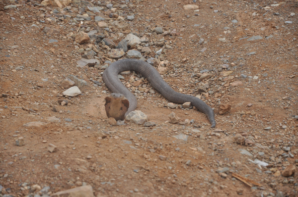 昆明東川首次驚現(xiàn)孟加拉眼鏡蛇 森林公安民警捉回派專人看護
