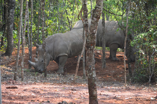 兩頭犀牛首次散放