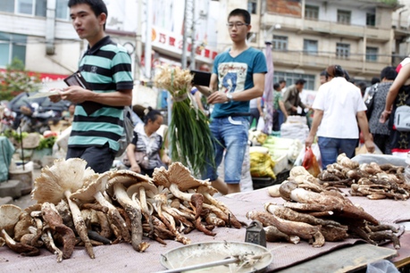云南巧家雞樅高價上市受青睞