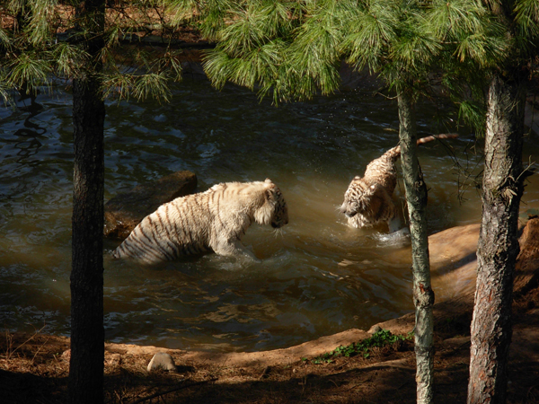 云南光棍動(dòng)物發(fā)起全球征婚