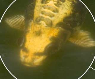 The ￡40,000 carp looks human<BR>'人臉'鯉魚價(jià)值4萬(圖)