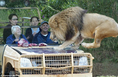 澳動物園推出刺激項(xiàng)目 “隱形籠”內(nèi)觀猛獸覓食