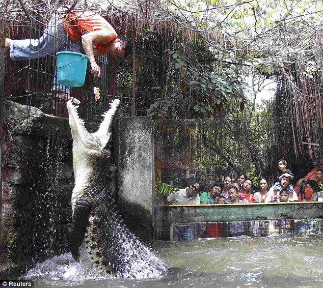菲律賓鱷魚飼養(yǎng)員“秀”膽量 驚險投喂吸引眼球