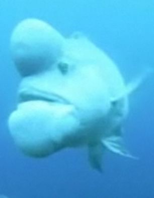 世界最丑魚(yú)現(xiàn)身日本海域？頭上長(zhǎng)大包綽號(hào)“史萊克”