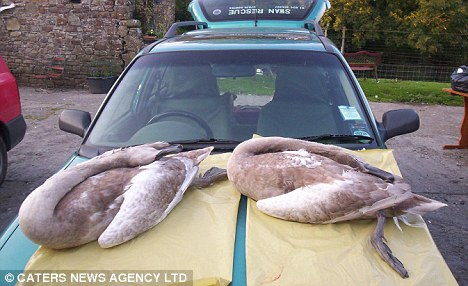 英兇殘?zhí)禊Z殺死15只同類 大名“漢尼拔”或遭驅趕
