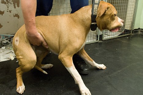 英惡犬主人殘害無辜少年致死 驗(yàn)狗DNA將其定罪