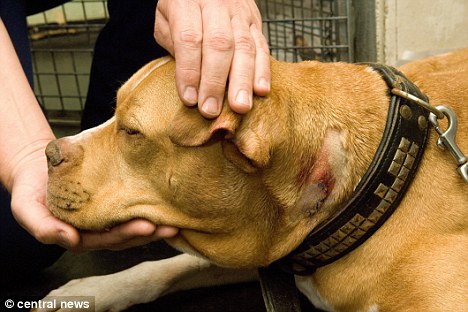 英惡犬主人殘害無辜少年致死 驗(yàn)狗DNA將其定罪