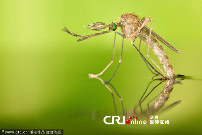 英國(guó)一工作室拍攝蚊子孵化場(chǎng)景(高清組圖)