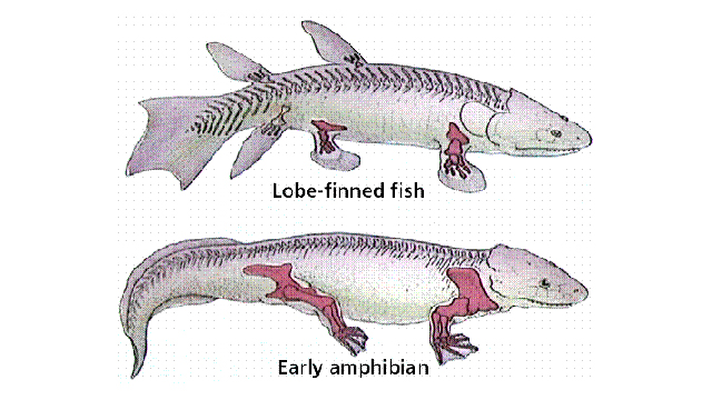 西班牙科學(xué)家培育出長“腿”斑馬魚 有望再現(xiàn)進化過程